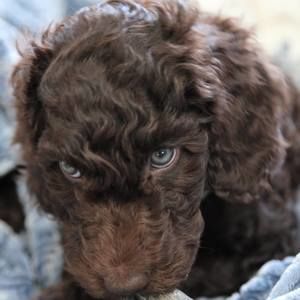 Meet your Posher, Monika